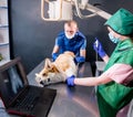 Veterinarian team examining dog in x-ray room. Royalty Free Stock Photo