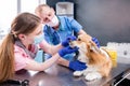 Veterinarian team examining teeth and mouth of a sick Corgi dog Royalty Free Stock Photo