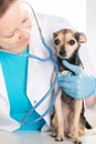 Veterinarian therapist cardiologist listens with a stethoscope to a dog`s heart, pet clinic, veterinary examination of animals