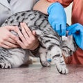 Veterinarian treatment in clinic Royalty Free Stock Photo