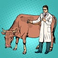 Veterinarian treats a cow farm animal medicine