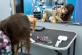 Veterinarian trimming a yorkshire terrier with a hair clipper in a veterinary clinic. Female groomer haircut Yorkshire