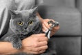 The girl cuts the claws of the cat in the home interior Royalty Free Stock Photo