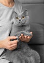 The girl cuts the claws of the cat in the home interior Royalty Free Stock Photo