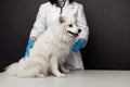 Veterinarian in uniform cheks the white dog on veterinary table on grey background Royalty Free Stock Photo