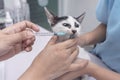 A veterinarian uses an oral syringe to administer liquid dewormer to a kitten. Deworming service at a veterinary clinic