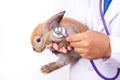 A veterinarian uses a stethoscope to check the health of the brown rabbit.