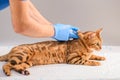 A veterinarian uses a syringe to vaccinate or inject a Bengal cat in the withers