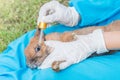 The veterinarian using eye drops for treatment a rabbit