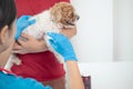 veterinarian is vaccinated for puppy To prevent communicable diseases after veterinarian has made an annual health check for dog. Royalty Free Stock Photo