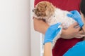 veterinarian is vaccinated for puppy To prevent communicable diseases after veterinarian has made an annual health check for dog. Royalty Free Stock Photo