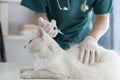 Veterinarian vaccinating cat in clinic