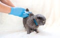 Veterinarian vaccination of cats. Selective focus. Royalty Free Stock Photo