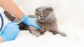 Veterinarian vaccination of cats. Selective focus. Royalty Free Stock Photo