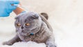 Veterinarian vaccination of cats. Selective focus. Royalty Free Stock Photo