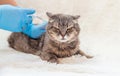 Veterinarian vaccination of cats. Selective focus. Royalty Free Stock Photo