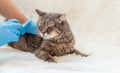 Veterinarian vaccination of cats. Selective focus. Royalty Free Stock Photo