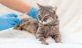 Veterinarian vaccination of cats. Selective focus. Royalty Free Stock Photo