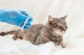 Veterinarian vaccination of cats. Selective focus. Royalty Free Stock Photo