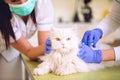 Veterinarian at vet clinic giving injection to cute white persia