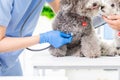 Veterinarian at veterinary clinic