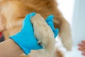 A veterinarian wearing gloves Use the hand to hold the leg of the brown haired dog Royalty Free Stock Photo