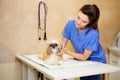 Veterinarian wearing plastic protective collar on Shih Tzu in veterinary clinic.