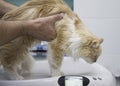 Veterinarian weighing a cat