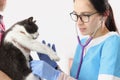 Veterinarian woman examine domestic pet with stethoscope tool listen to heartbeat