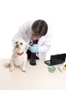 Veterinarian at work Royalty Free Stock Photo
