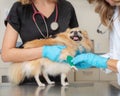 Veterinarian Wrapping Injured Leg of Dog