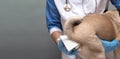 Veterinarians clean the paraanal glands of a dog in a veterinary clinic. A necessary procedure for the health of dogs Royalty Free Stock Photo