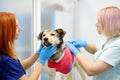 Veterinarians examines a large dog in veterinary clinic. Vet doctors applied a medical bandage for pet during treatment after the
