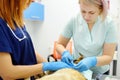 Veterinarians examines a large dog in veterinary clinic. Vet doctors applied a medical bandage for pet during treatment after the Royalty Free Stock Photo