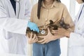 Veterinarians are examining and treating cats from illnesses