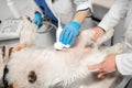 Two veterinarians wearing blue gloves making x-ray for dog