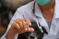 Veterinarians hold vaccines to prevent various diseases for dogs such as rabies vaccine