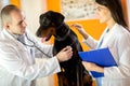 Veterinarians listen with stethoscope Great Done dog with stetho Royalty Free Stock Photo