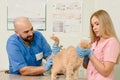 Veterinarians measuring temperature Royalty Free Stock Photo