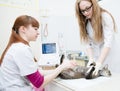 Veterinarians performed an ultrasound examination a cat Royalty Free Stock Photo