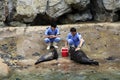 Veterinarians and sea lions Royalty Free Stock Photo