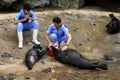 Veterinarians and sea lions Royalty Free Stock Photo