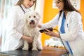 Veterinarians shaving part of hair and preparing Maltese dog for Royalty Free Stock Photo