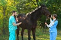 Veterinarians in uniform examining beautiful brown horse Royalty Free Stock Photo