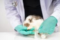 Veterinarians Using a bandage Wrap around the fluffy rabbit broken leg to welt the leg. Concept of animal healthcare with a