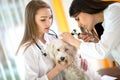 Veterinarians at work checking Maltese ear at vet ambulant Royalty Free Stock Photo