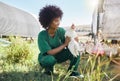 Veterinary, agriculture and black woman with chicken on farm for health inspection, wellness and vitality exam. Poultry Royalty Free Stock Photo