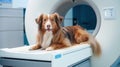 Veterinary and animal care. Doctor preparing dog to have lumbar spine MRI. Royalty Free Stock Photo