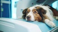 Veterinary and animal care. Doctor preparing dog to have lumbar spine MRI. Royalty Free Stock Photo