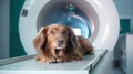 Veterinary and animal care. Doctor preparing dog to have lumbar spine MRI. Royalty Free Stock Photo